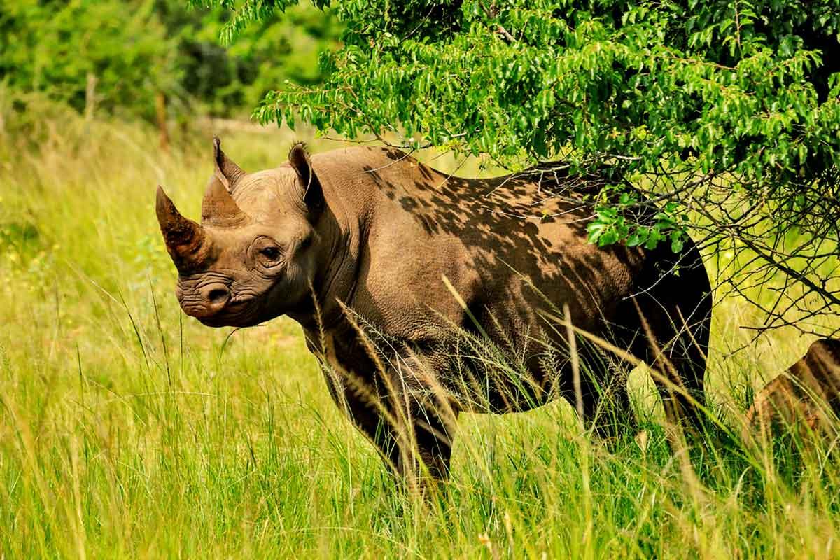 nimals and Their Habitats