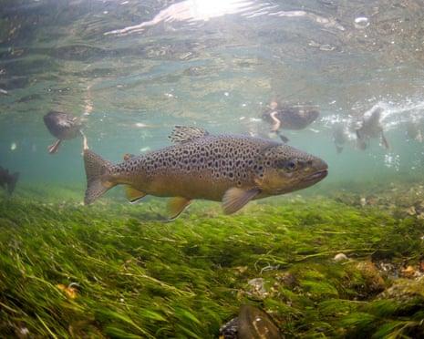 A common pesticide reduces the lifespan of fish even at low doses, a study reveals.