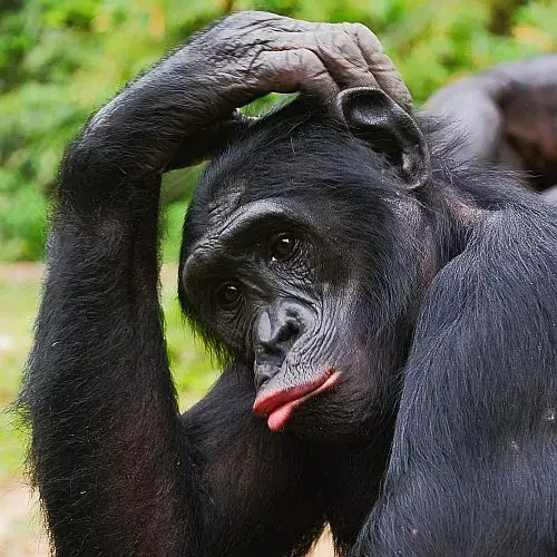 CHIMPANZEE: ONE OF THE MOST INTELLIGENT ANIMALS IN THE WORLD