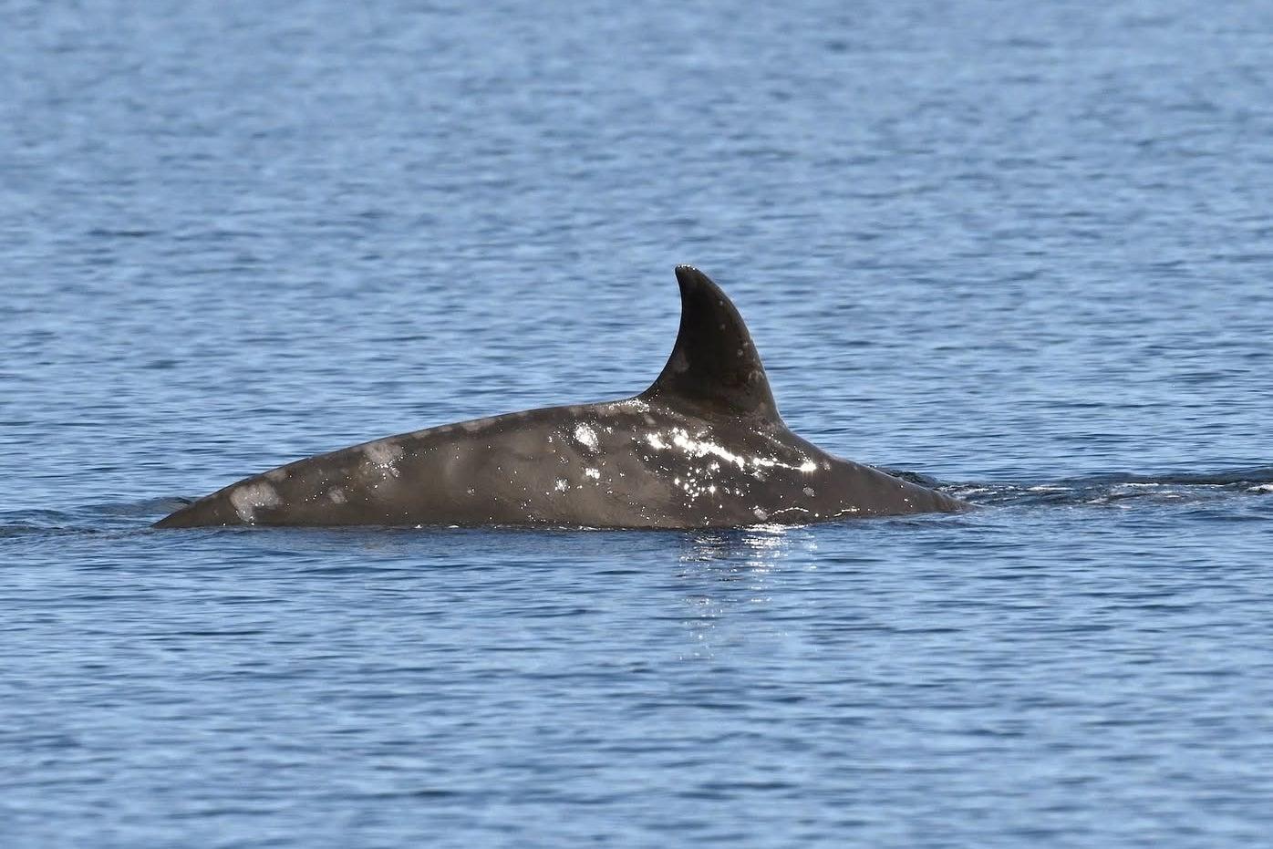 Whale