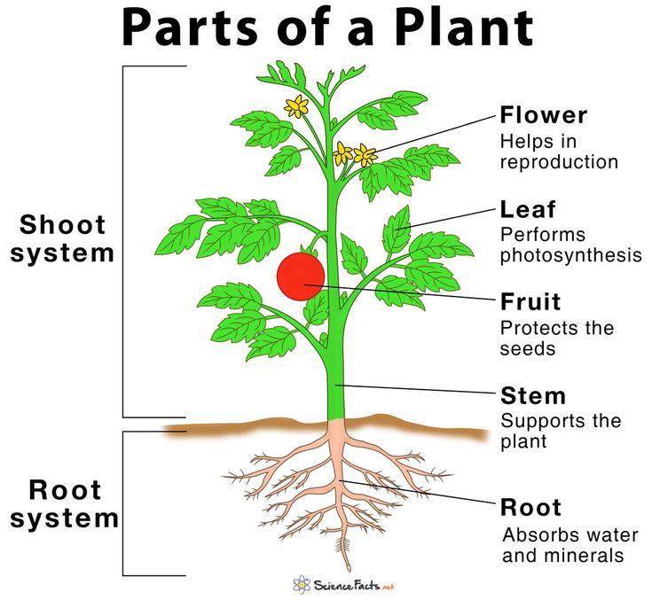 Parts of a Plant