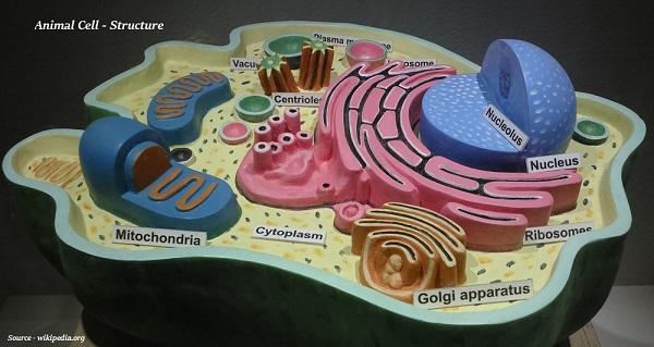 The Cell: The Fundamental Unit of Life