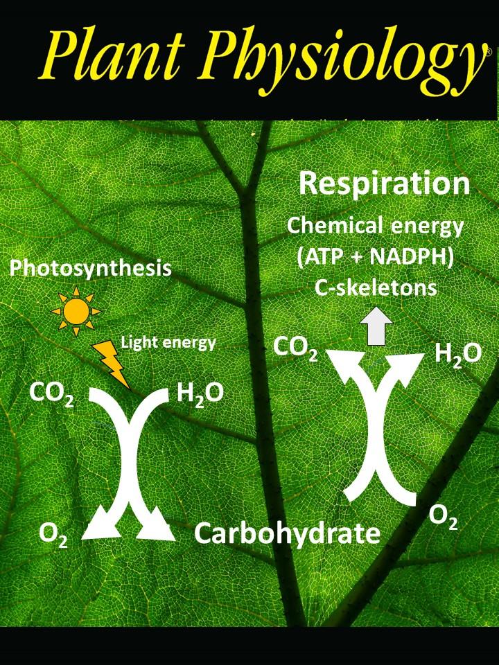 Plant Physiology