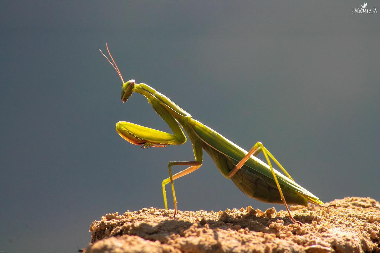 insects