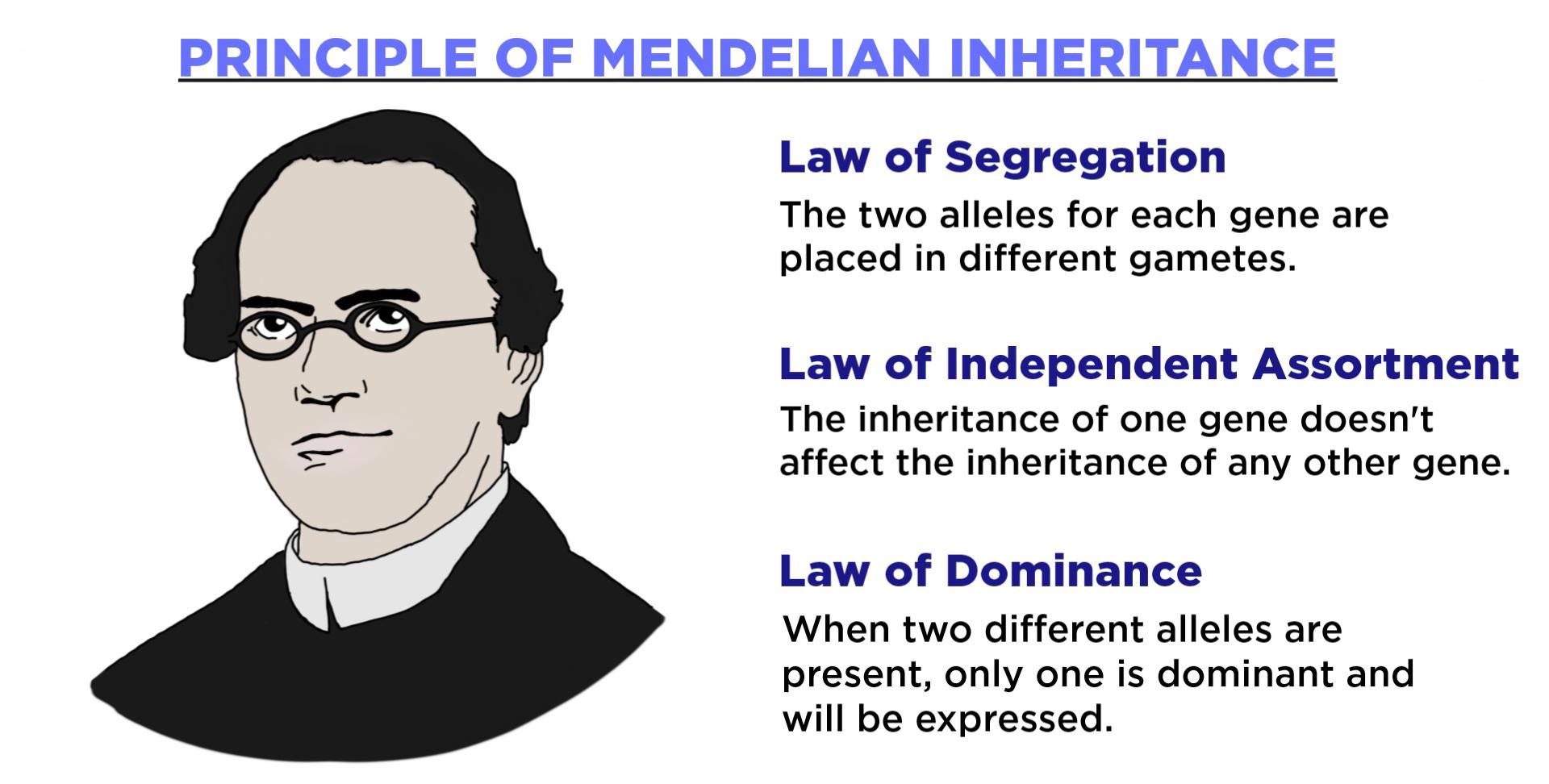 Mendel's Laws