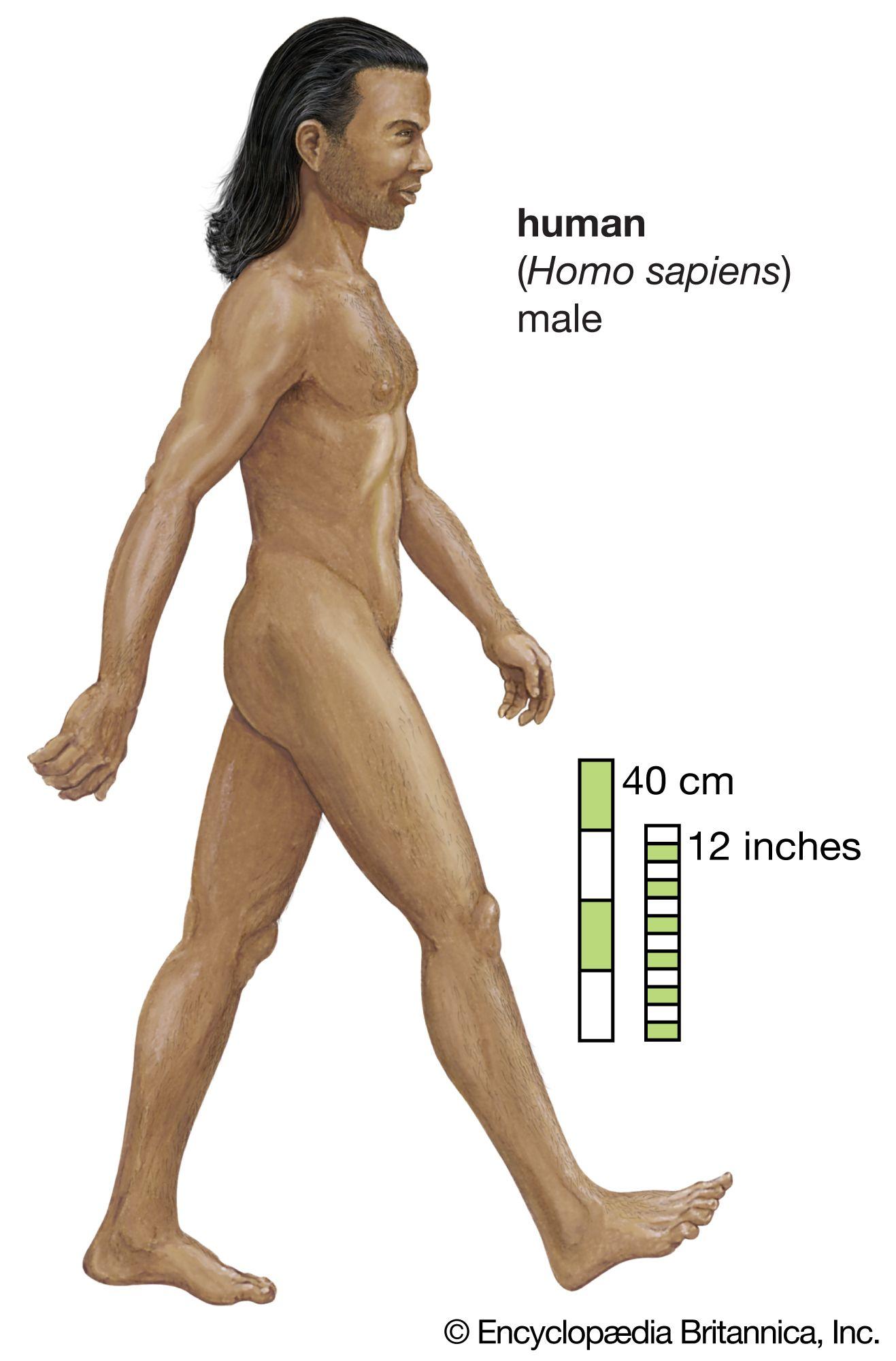 HOMO SAPIENS