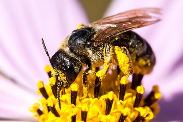 The Role of Insects on Earth