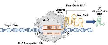 CRISPR: The Revolutionary Gene-Editing Technology Transforming Biology