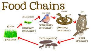 Food Chain: The Transfer of Energy in Ecosystems
