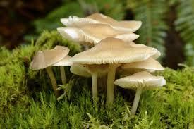 Kingdom Fungi