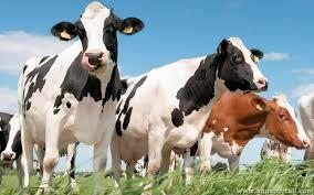 The Stomach of Ruminants