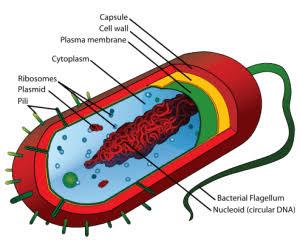 PROCARYOTES