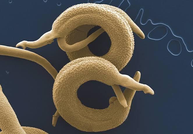 HELMINTHS