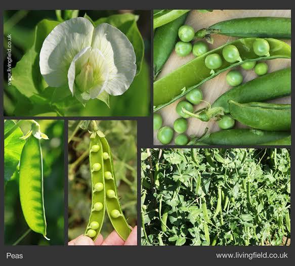 LEGUMINOUS PLANTS (LEGUMES)