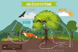 Ecosystem Dynamics