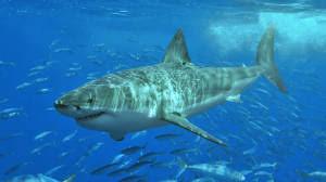 Nearly 1,300 shark attacks recorded in Australia since 179