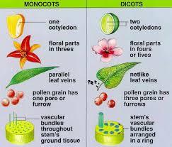 Dicotyledons