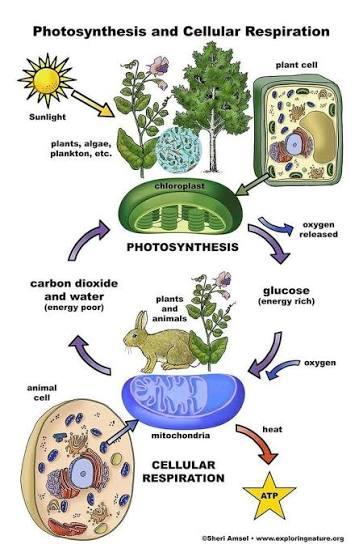 Respiration