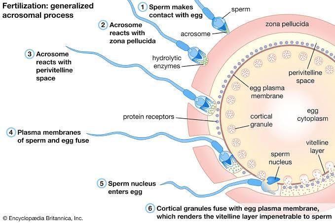 Mammalian Fertilization