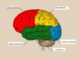 Why Is the Brain an Important Organ for Humans?