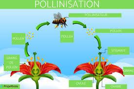 Pollination