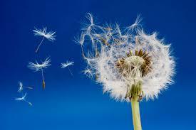 Seed Dispersal (Dissemination)