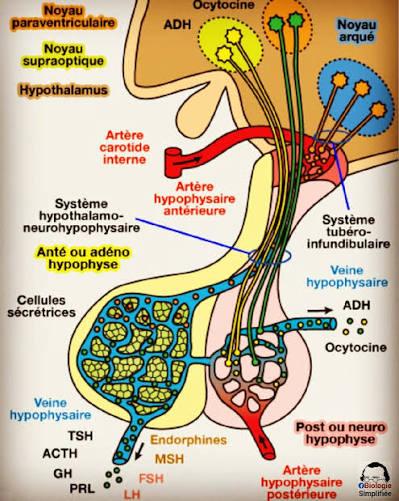 The Endocrine System