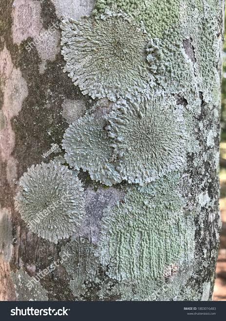 LICHEN