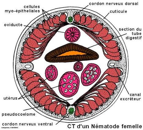 Nemathelminths (Roundworms)