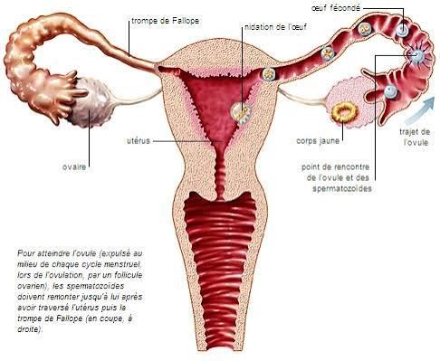 Fertilization