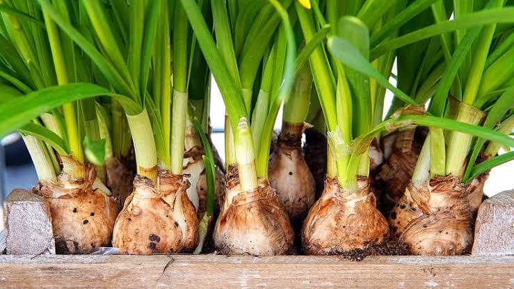 TUBER PLANTS