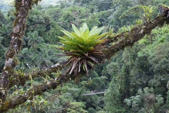 EPIPHYTIC PLANTS
