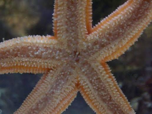 STARFISH (SEA STAR)