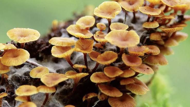 IMPORTANCE OF FUNGI IN LIFE