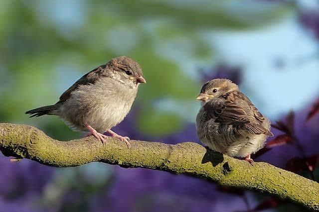 COMMUNICATION OF BIRDS