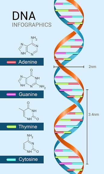 DNA (DEOXYRIBONUCLEIC ACID)
