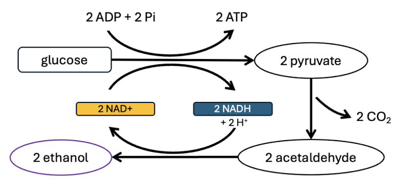 RESPIRATION AND FERMENTATION
