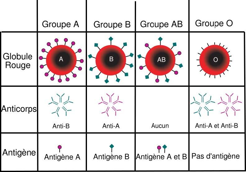 Blood Groups
