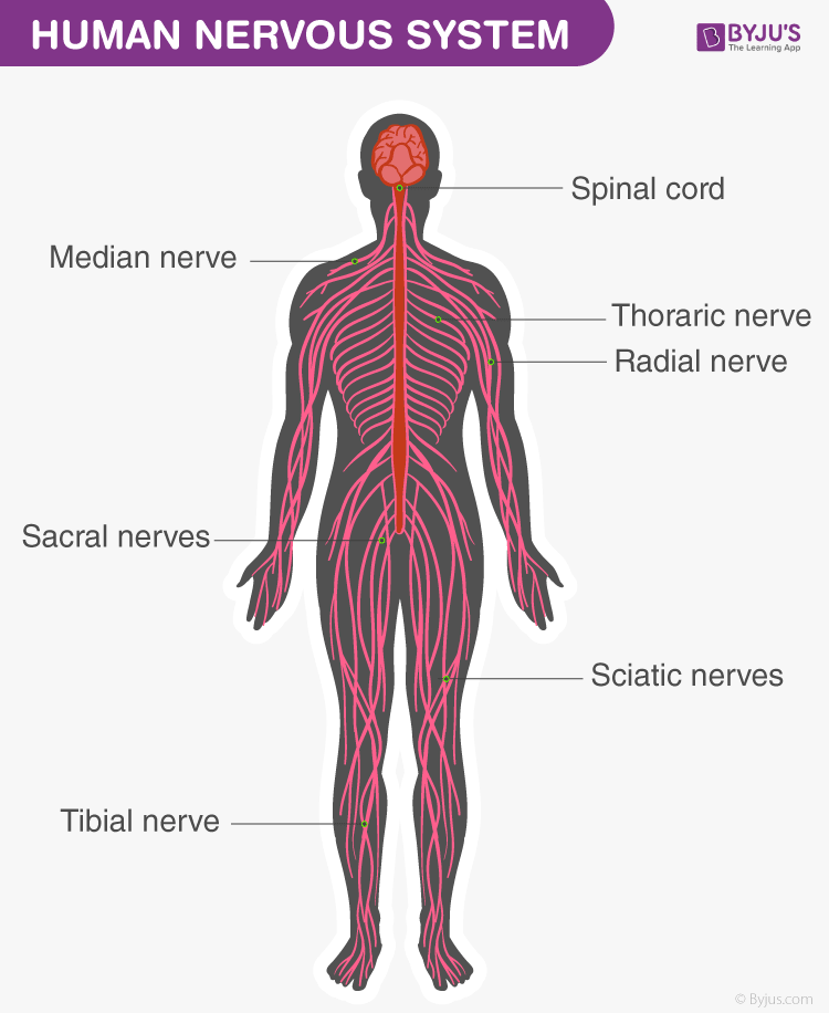 The Nervous System: The Control Center of the Body