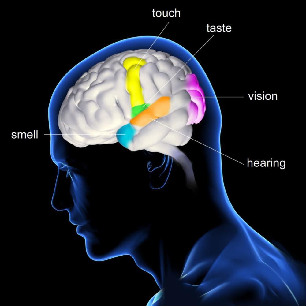 SENSORY SYSTEM